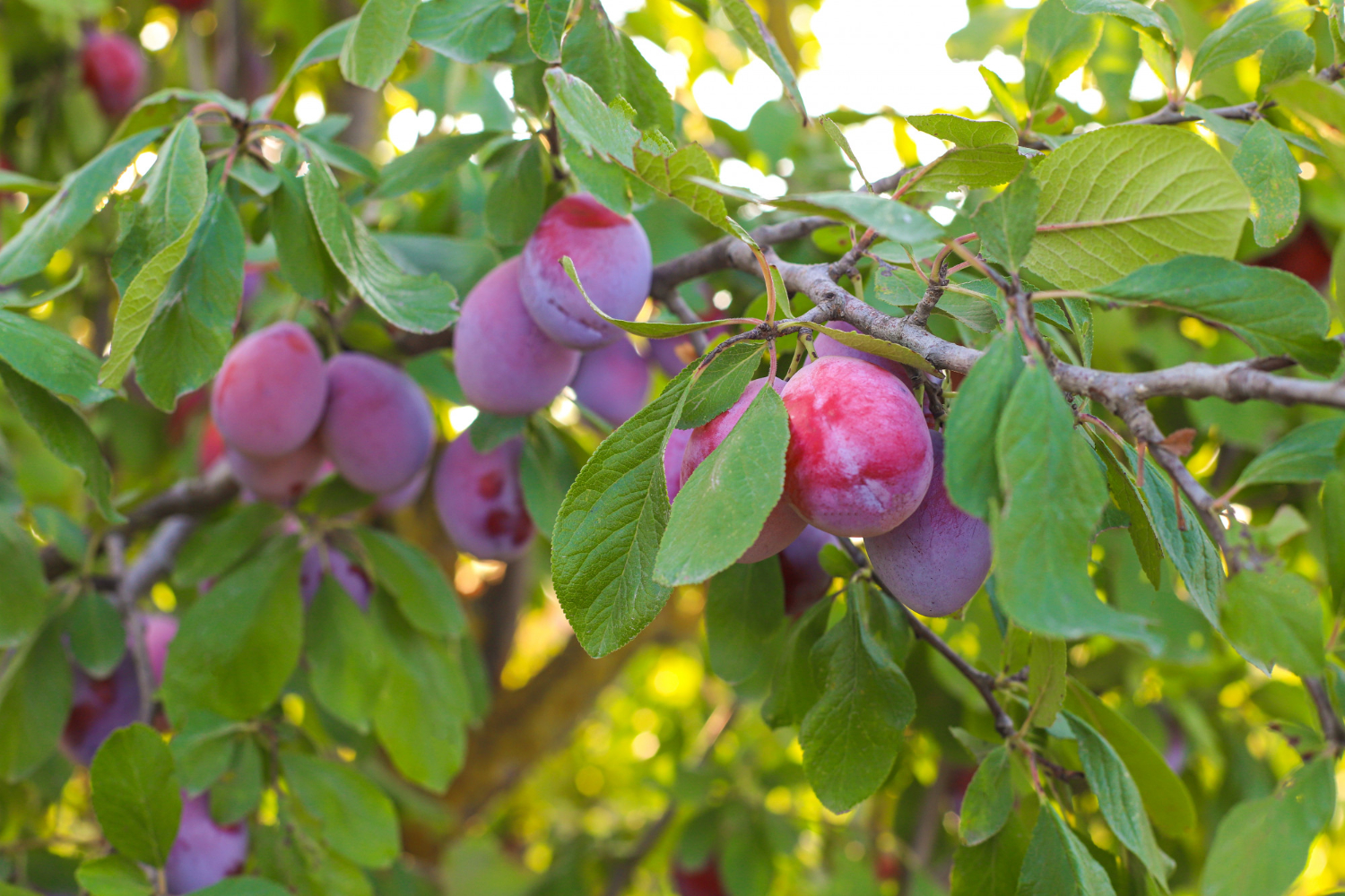 Jamun Benefits: जामुन खाने के फायदे और नुकसान?